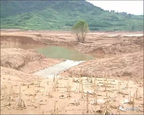 开闸泄洪后罗平一水塘现巨型'水怪' 目击者视频惊动中科院专家