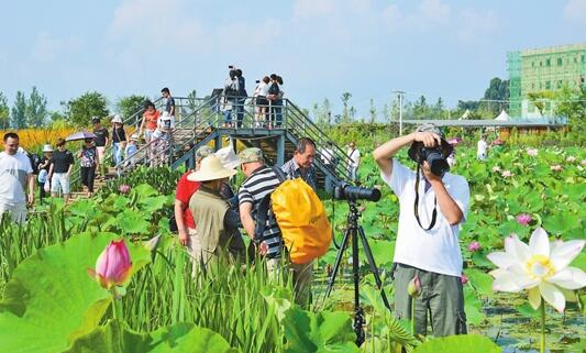 生态农业带火澄江乡村旅游 生态农业带火澄江乡村旅游