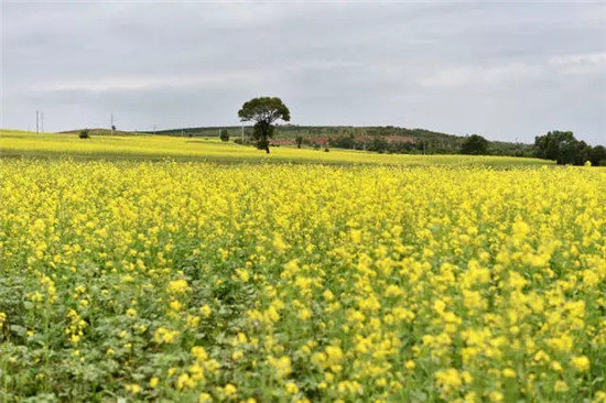 这座塞上小城 为什么得到总书记点赞