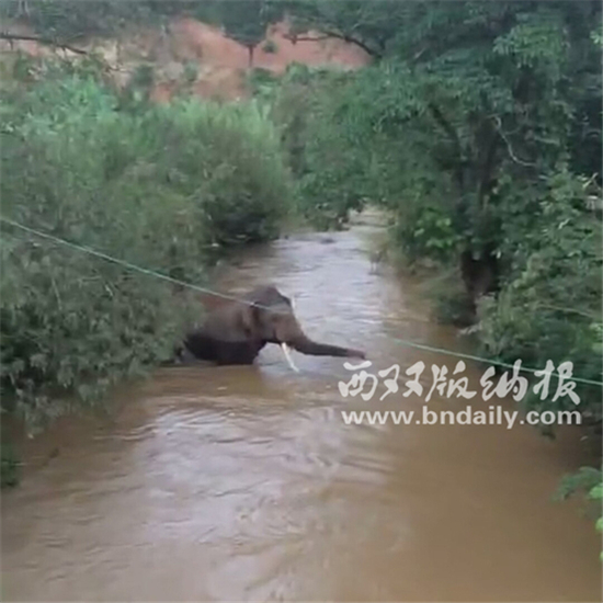 20余头野象出没勐腊县勐满农场满园生产队辖区胶林 20余头野象出没勐腊县勐满农场满园生产队辖区胶林