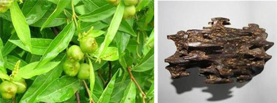 怪事有因：海昏侯墓中的千年奇香从何而来