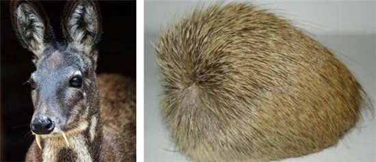 怪事有因：海昏侯墓中的千年奇香从何而来