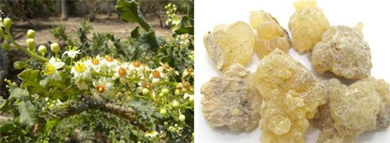 怪事有因：海昏侯墓中的千年奇香从何而来