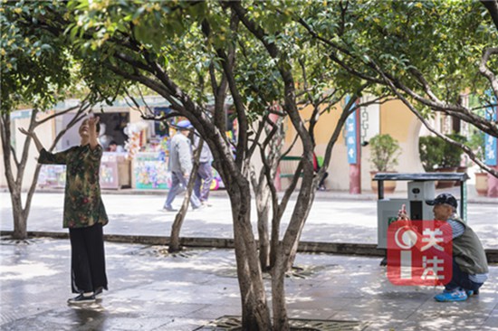 9月初赏桂正当时 昆明9月赏花攻略拿走不谢 9月初赏桂正当时 昆明9月赏花攻略拿走不谢