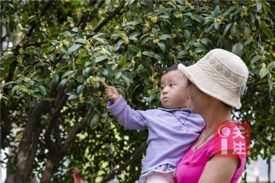 9月初赏桂正当时 昆明9月赏花攻略拿走不谢 9月初赏桂正当时 昆明9月赏花攻略拿走不谢