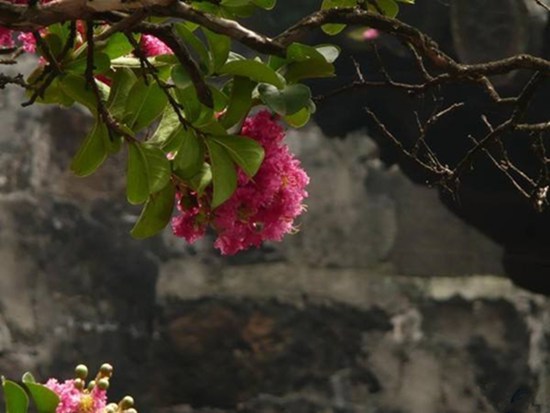 9月初赏桂正当时 昆明9月赏花攻略拿走不谢 9月初赏桂正当时 昆明9月赏花攻略拿走不谢