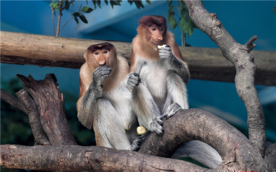 中国首次引进濒危物种大鼻猴