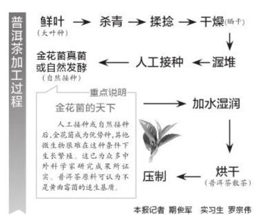 昆明茶叶行业协会： 合格普洱茶不会滋生黄曲霉