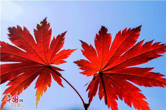 辽宁本溪：醉美红叶色彩斑斓惊游人