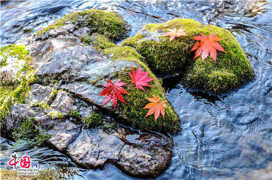 辽宁本溪:醉美红叶色彩斑斓惊游人 辽宁本溪:醉美红叶色彩斑斓惊游人