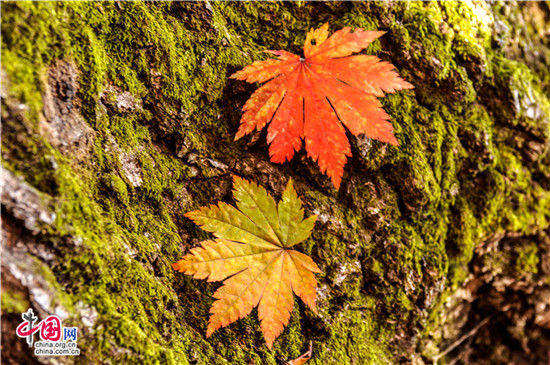 辽宁本溪：醉美红叶色彩斑斓惊游人