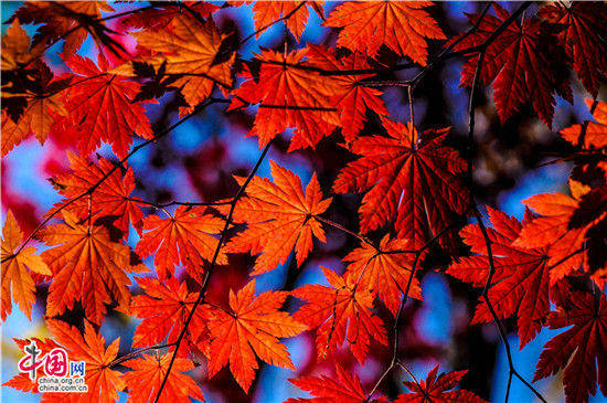 辽宁本溪:醉美红叶色彩斑斓惊游人 辽宁本溪:醉美红叶色彩斑斓惊游人