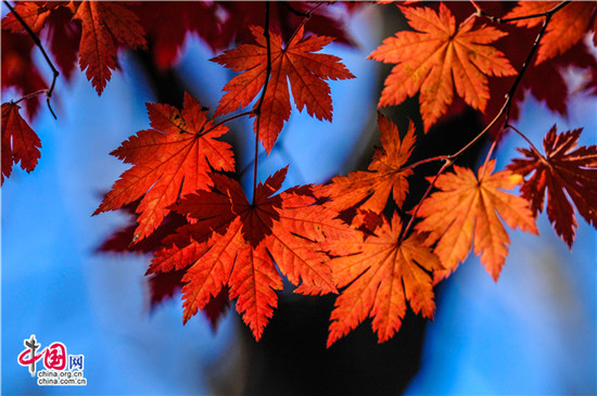 辽宁本溪：醉美红叶色彩斑斓惊游人