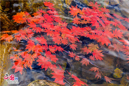 辽宁本溪:醉美红叶色彩斑斓惊游人 辽宁本溪:醉美红叶色彩斑斓惊游人
