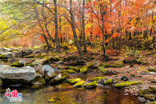 辽宁本溪:醉美红叶色彩斑斓惊游人 辽宁本溪:醉美红叶色彩斑斓惊游人