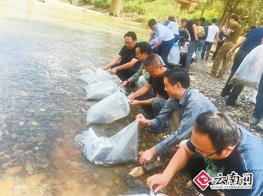 牛栏江珍稀特有鱼类繁殖放流活动举行 5万尾滇池金线鲃放流牛栏江