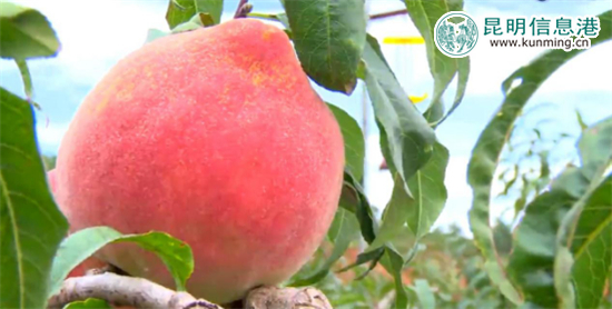 丽江“李勇雪桃”进入最佳采摘期 14余吨运抵昆明遭抢购 丽江“李勇雪桃”进入最佳采摘期 14余吨运抵昆明遭抢购