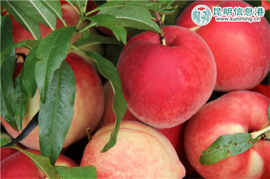 丽江“李勇雪桃”进入最佳采摘期 14余吨运抵昆明遭抢购 丽江“李勇雪桃”进入最佳采摘期 14余吨运抵昆明遭抢购