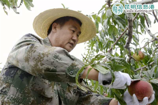 丽江“李勇雪桃”进入最佳采摘期 14余吨运抵昆明遭抢购 丽江“李勇雪桃”进入最佳采摘期 14余吨运抵昆明遭抢购