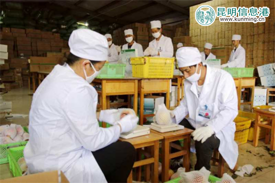 丽江“李勇雪桃”进入最佳采摘期 14余吨运抵昆明遭抢购 丽江“李勇雪桃”进入最佳采摘期 14余吨运抵昆明遭抢购