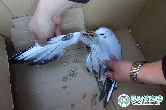 加大爱鸥护鸥宣传 加大爱鸥护鸥宣传