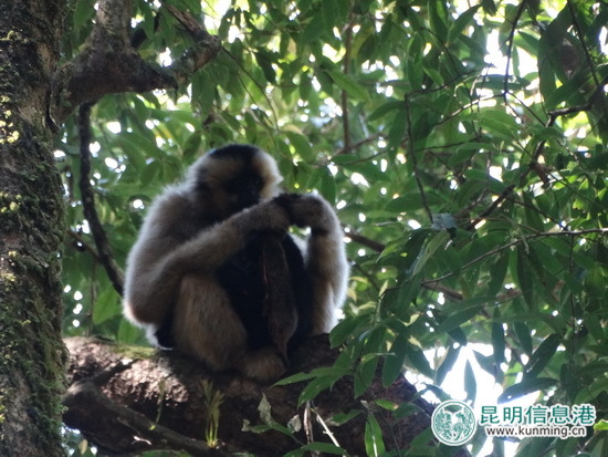 无量山自然保护区监测员拍到珍贵视频：长臂猿采食杜鹃花捕食鼯鼠