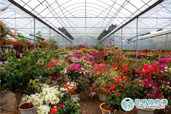 砥砺奋进的五年：昆明宜良成中国三角梅产销中心