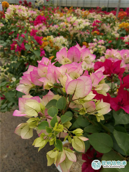 砥砺奋进的五年：昆明宜良成中国三角梅产销中心