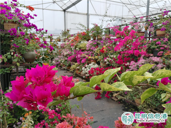 砥砺奋进的五年：昆明宜良成中国三角梅产销中心