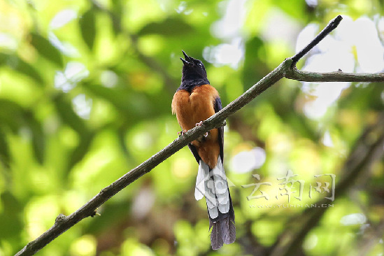 多种珍稀濒危“明星”鸟亮相第六届中科院版纳热带植物园观鸟节