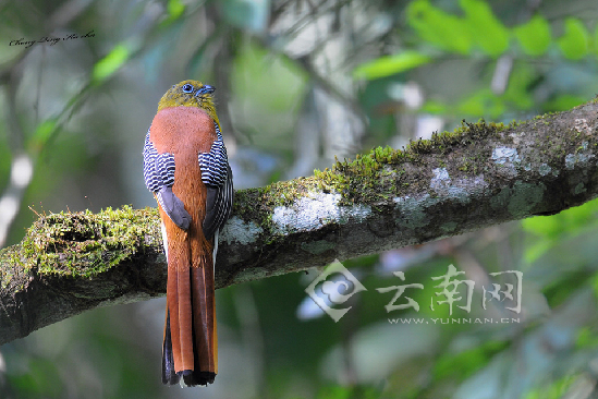 橙胸咬鹃（雄鸟）