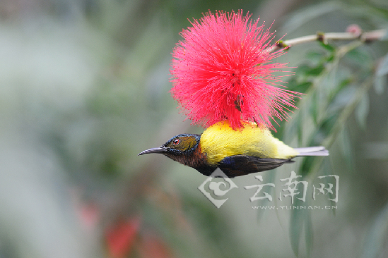 褐喉食蜜太阳鸟