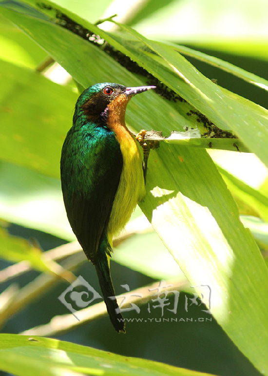 紫颊直嘴太阳鸟