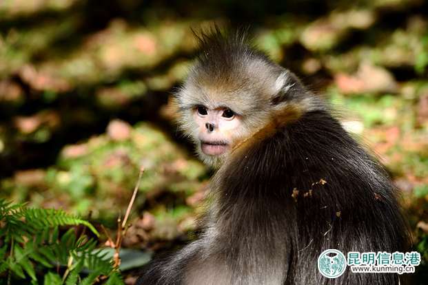 白马雪山的滇金丝猴。 白马雪山的滇金丝猴。