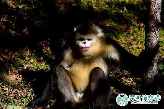 白马雪山的滇金丝猴。 白马雪山的滇金丝猴。