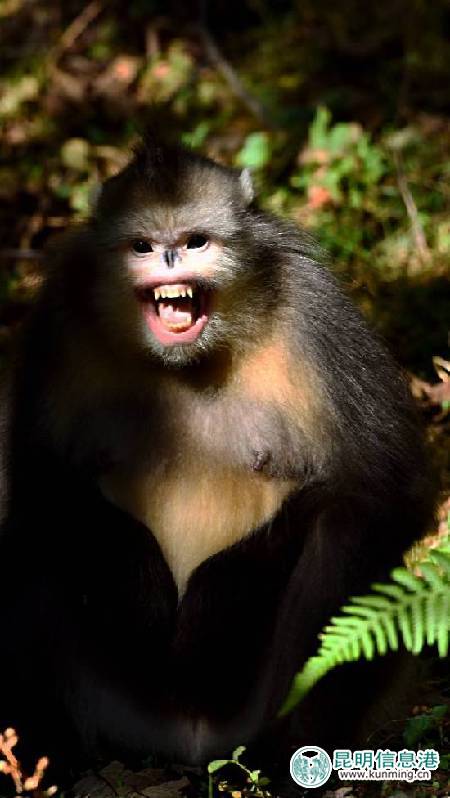 白马雪山的滇金丝猴。 白马雪山的滇金丝猴。