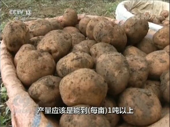 东川李子沟村立足“开花洋芋”优势精准扶贫 引起央视焦点访谈关注