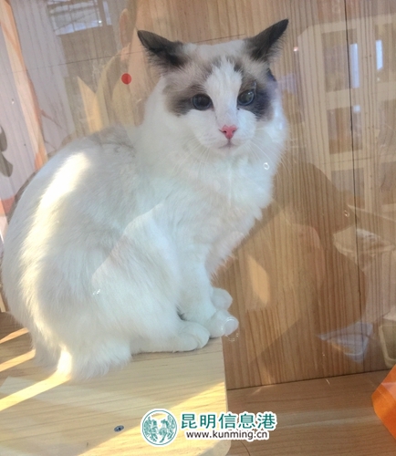 第二届昆明国际宠物博览会开幕 各色猫咪带来“盛世美颜” 第二届昆明国际宠物博览会开幕 各色猫咪带来“盛世美颜”