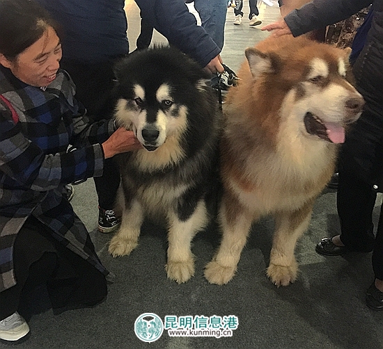 第二届昆明国际宠物博览会开幕 各色猫咪带来“盛世美颜” 第二届昆明国际宠物博览会开幕 各色猫咪带来“盛世美颜”