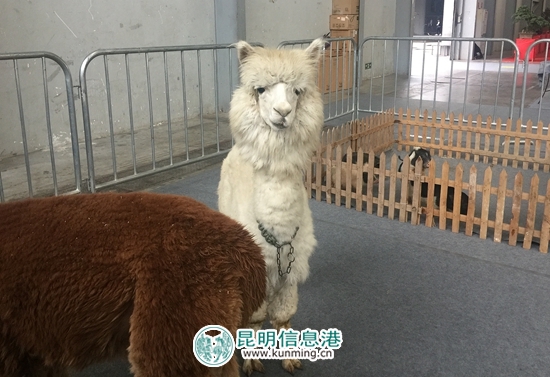 第二届昆明国际宠物博览会开幕 各色猫咪带来“盛世美颜” 第二届昆明国际宠物博览会开幕 各色猫咪带来“盛世美颜”