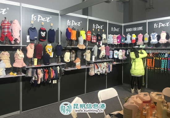 第二届昆明国际宠物博览会开幕 各色猫咪带来“盛世美颜” 第二届昆明国际宠物博览会开幕 各色猫咪带来“盛世美颜”