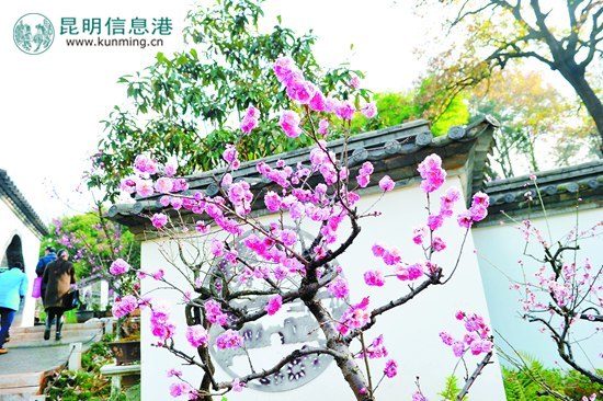 花潮不断特色渐浓 春城花事“墙内俏墙外香”