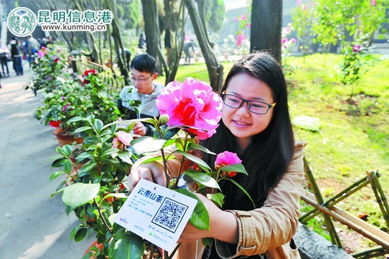 工作人员为茶花挂上“身份证”。记者杨艳辉/摄