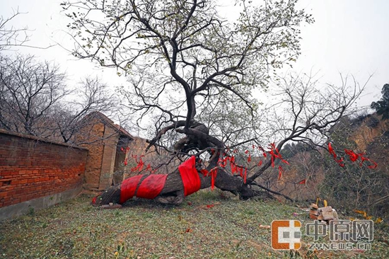 第一书记讲好故事④|大槐树下的第一书记 第一书记讲好故事④|大槐树下的第一书记