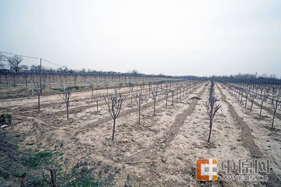 第一书记讲好故事④|大槐树下的第一书记 第一书记讲好故事④|大槐树下的第一书记