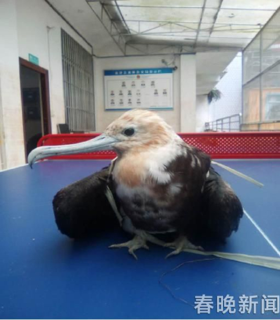 云南境内首次发现鸟类物种“白斑军舰鸟”