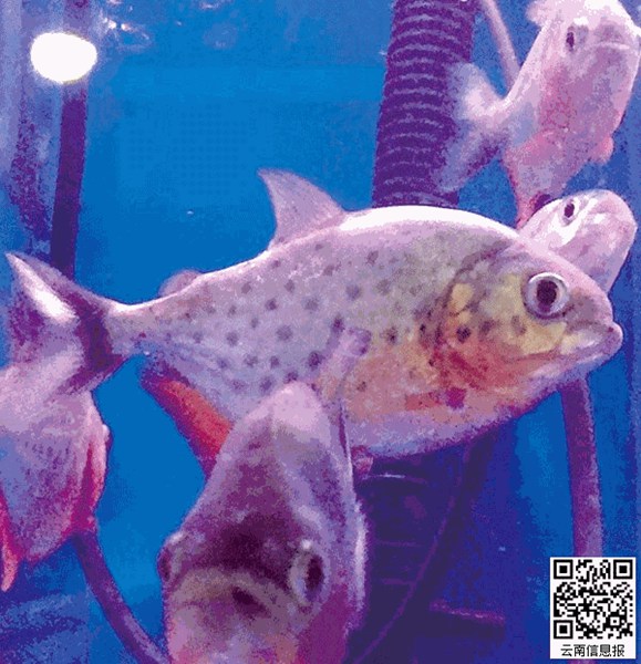 景星花鸟市场卖食人鱼 专家:确系红腹食人鲳 景星花鸟市场卖食人鱼 专家:确系红腹食人鲳