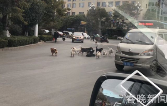 流浪狗路中被撞伤 10余小伙伴不离不弃守护身边 流浪狗路中被撞伤 10余小伙伴不离不弃守护身边