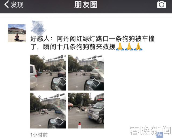 流浪狗路中被撞伤 10余小伙伴不离不弃守护身边 流浪狗路中被撞伤 10余小伙伴不离不弃守护身边