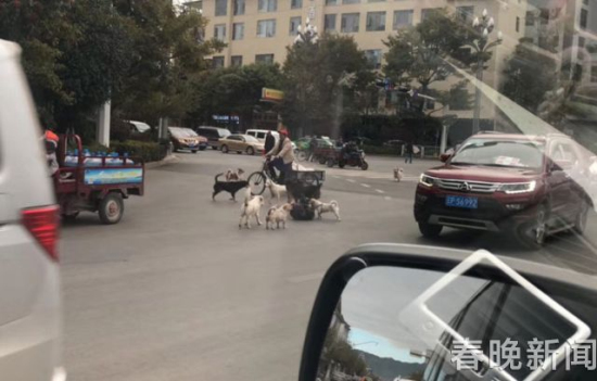 流浪狗路中被撞伤 10余小伙伴不离不弃守护身边 流浪狗路中被撞伤 10余小伙伴不离不弃守护身边